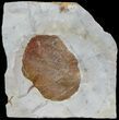 Detailed Fossil Leaf (Zizyphoides) - Montana #68305-1
